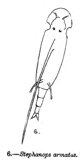 Stephanops armatus - Original description image