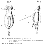 Stephanops bisetatus