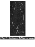 Stephanops dichthaspis - Original description image
