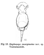 Stephanops emarginatus - Original description image