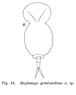 Stephanops groenlandicus - Original description image