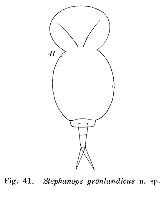 Stephanops groenlandicus - Original description image