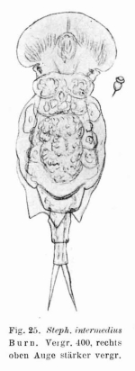 Stephanops intermedius