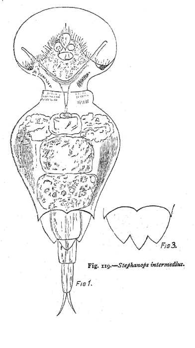 Stephanops intermedius - Original description image