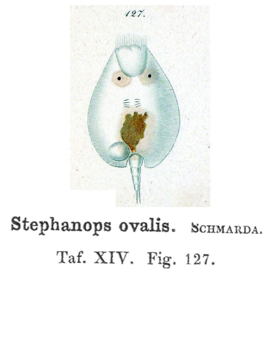Stephanops ovalis - Original description image
