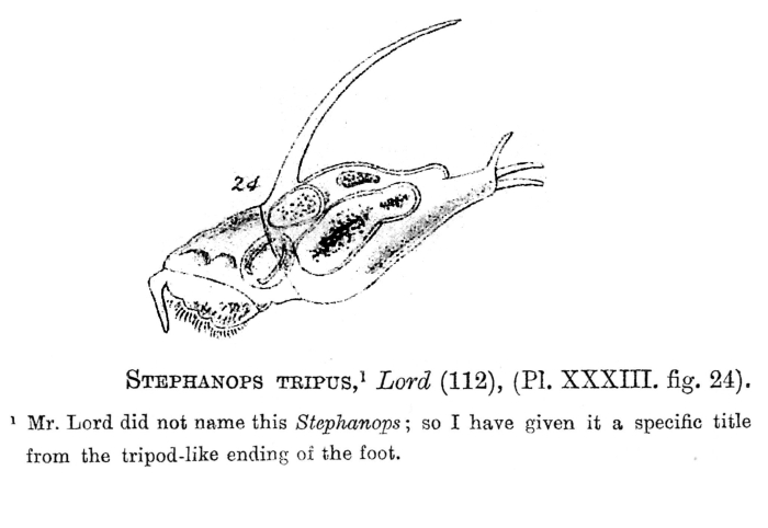 Stephanops tripus - Original description image