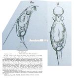 Stephanops unisetatus - Original description image