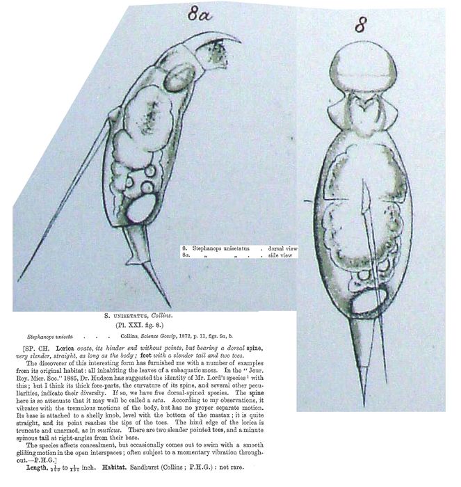 Stephanops unisetatus - Original description image
