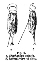 Stephanops unisetus - Original description image
