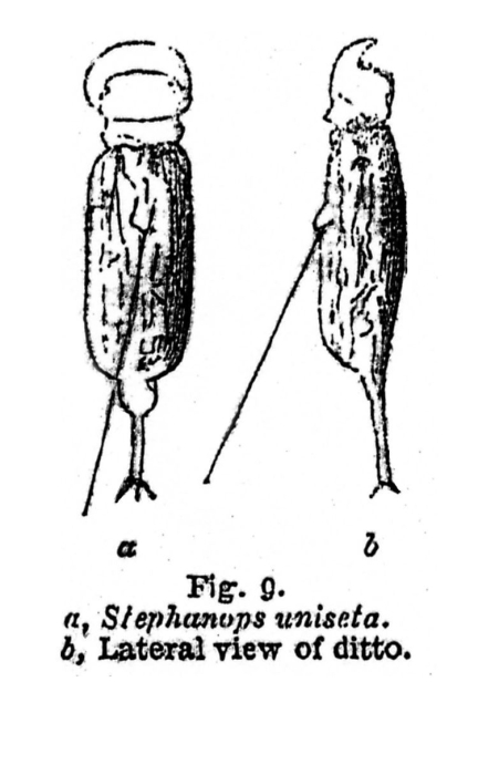 Stephanops unisetus - Original description image
