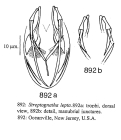 Streptognatha lepta