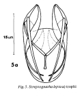Streptognatha lepta