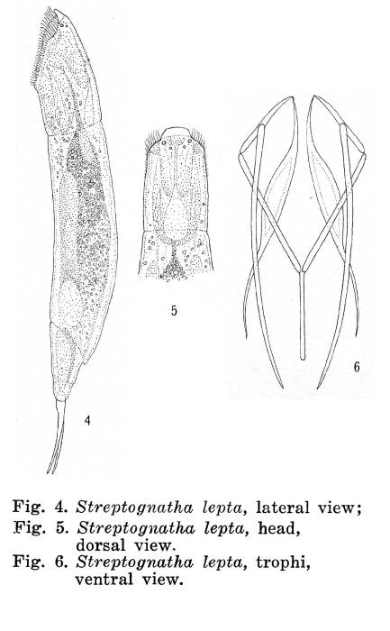 Streptognatha lepta - Original description image