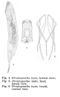 Streptognatha lepta