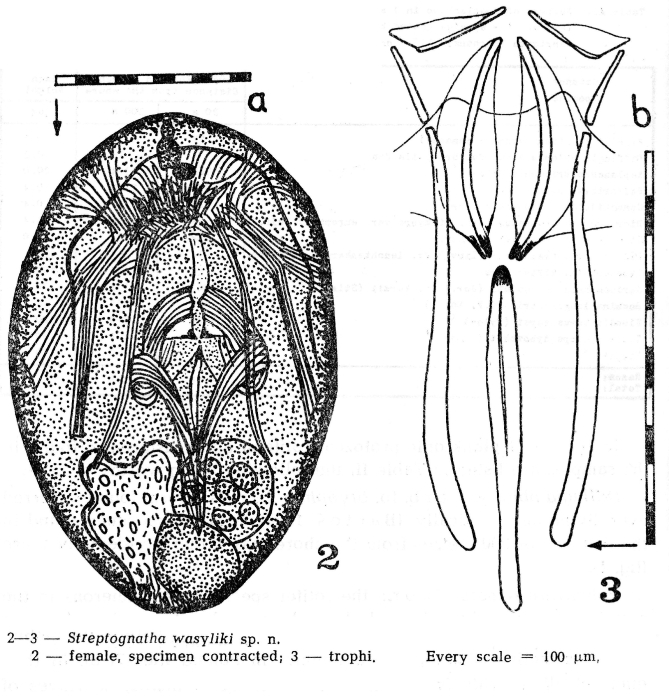 Streptognatha wasyliki - Original description image
