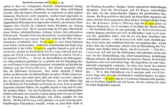 Synchaeta apus - Original description image