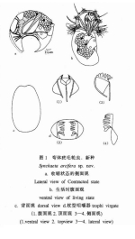 Synchaeta arcifera - Original description image