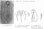 Synchaeta asymmetrica