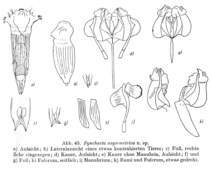 Synchaeta asymmetrica - Original description image