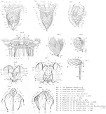 Synchaeta atlantica - Original description image