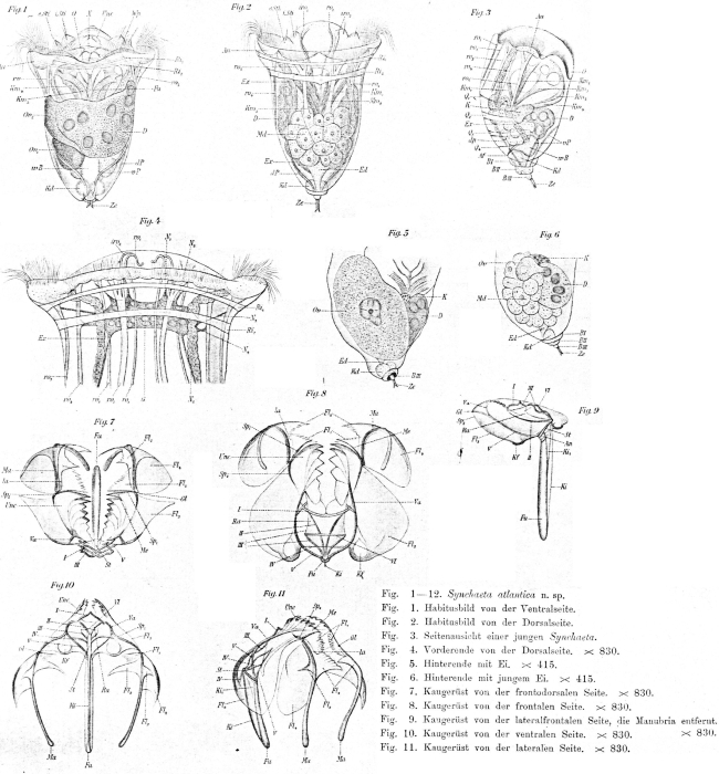 Synchaeta atlantica - Original description image
