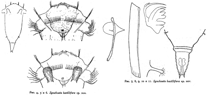 Synchaeta bacillifera - Original description image