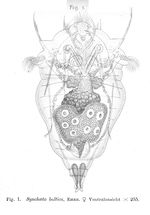 Synchaeta baltica