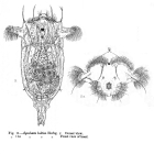Synchaeta baltica