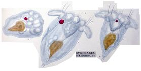 Synchaeta baltica