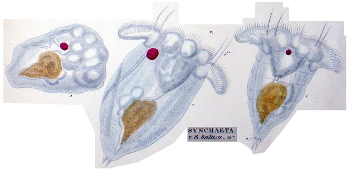 Synchaeta baltica Synchaeta baltica