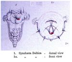 Synchaeta baltica