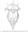 Synchaeta baltica