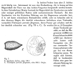 Synchaeta baltica