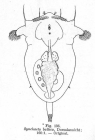 Synchaeta baltica