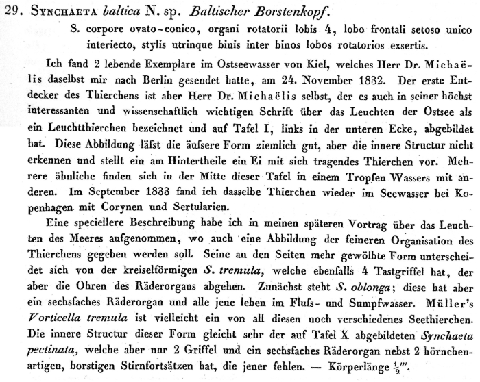 Synchaeta baltica - Original description image