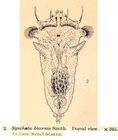 Synchaeta bicornis