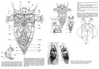 Synchaeta bicornis