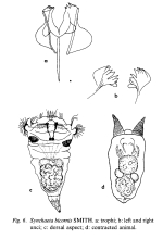 Synchaeta bicornis
