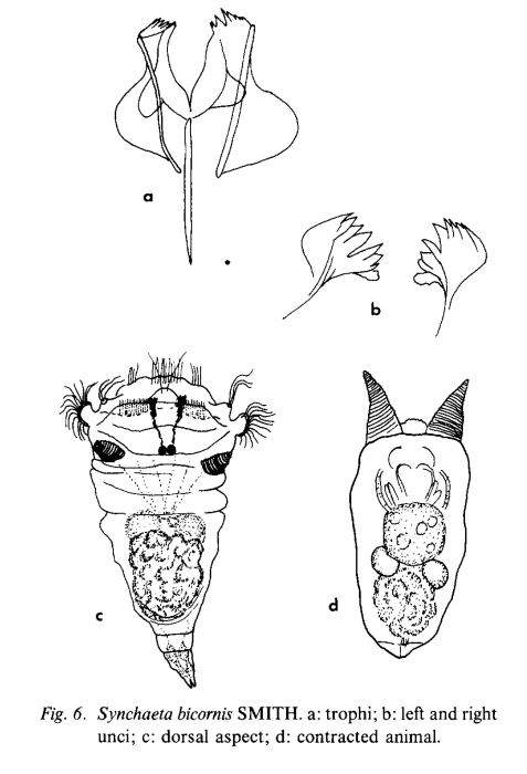Synchaeta bicornis Synchaeta bicornis