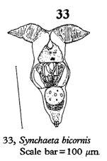 Synchaeta bicornis