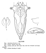 Synchaeta bicornis - Original description image