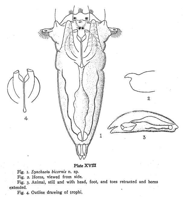 Synchaeta bicornis - Original description image