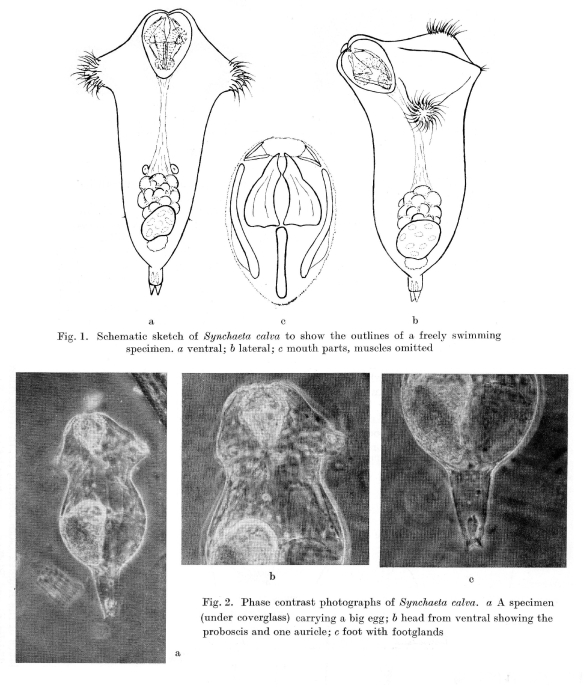 Synchaeta calva - Original description image