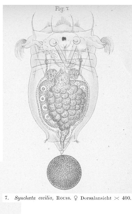 Synchaeta cecilia Synchaeta cecilia
