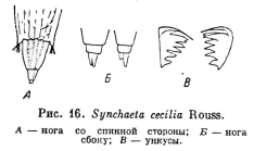 Synchaeta cecilia