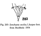 Synchaeta cecilia f. fusipes