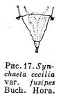 Synchaeta cecilia f. fusipes