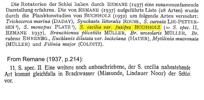 Synchaeta cecilia f. fusipes - Original description image