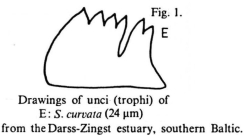 Synchaeta curvata