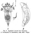 Synchaeta curvata